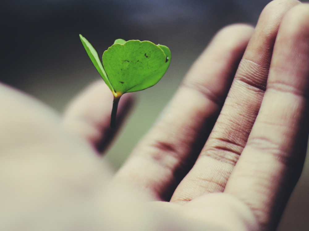 Promover o Growth Mindset nas empresas